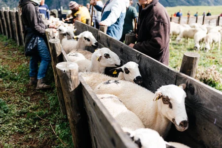 info-612-408 info-612-408