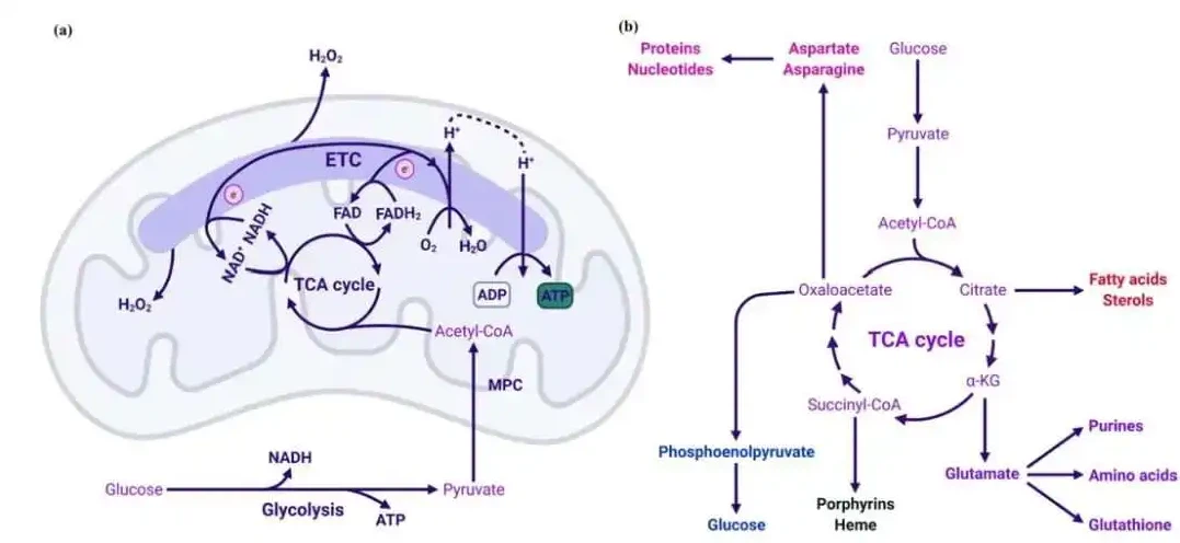 product-1077-496 product-1077-496
